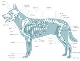 Check spelling or type a new query. A Visual Guide To Dog Anatomy Muscle Organ Skeletal Drawings All Things Dogs All Things Dogs
