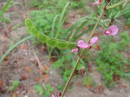 Image result for Dipcadi vaginatum