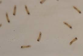 Was Sind Das Fur 2mm Lange Braune Raupen Mit Dunklem Kopf Kafer Schadlinge Raupe