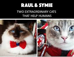 Emotional support cats are companion animals that comfort pet parents living with conditions such as anxiety and depression. Service Therapy And Emotional Support Cats 101 The Catnip Times