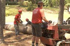 removal cutting trimming services pinterest