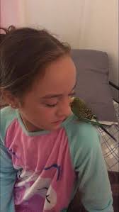 Lost ring neck parakeet in Hilo, Hawaii