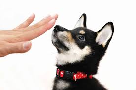 Maybe you would like to learn more about one of these? Stop Puppy Biting With Discipline Distraction And Firm Commands