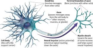 Motor Neuron Disease Neurological Issues Herbal Care Products Neurons Motor Neuron Motor Neuron Disease Treatment