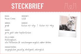 Die rasse maine coon zählt zu den waldkatzen. Maine Coon Steckbrief Mein Haustier