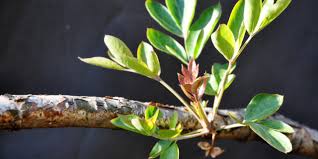 Image result for Heteromorpha involucrata