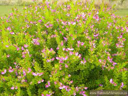 Two nomenclatural problems involving article 63. Polygala Myrtifolia Kumbula Indigenous Nursery