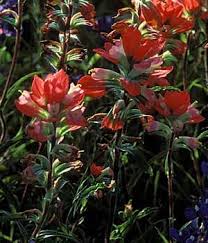 They are borne atop hairy branching stems that are mostly. Tpwd Kids Indian Paintbrush