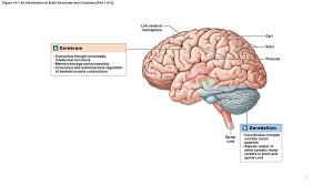 Rather than having a direct connection, the cerebellum communicates with the cerebrum via the brain stem. A Cerebrum B Cerebellum Left Cerebral Hemisphere Gyri Sulci Ppt Download