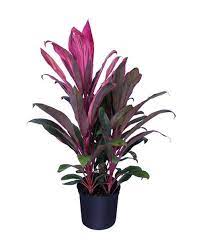 Cordyline Fruticosa Maria Ti Plant Cordyline Terminalis Dracaena Terminalis Purple Plants Trees To Plant Ti Plant
