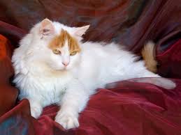 We are not responsible for transactions for animals you find on this site. The Turkish Van A Cat That Likes To Swim Pets4homes