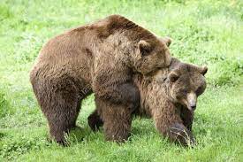 男性と女性のヒグマ春に交尾の写真素材・画像素材 Image 6941229