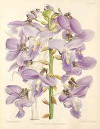 Image result for Orthochilus holubii