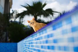 41 where does it live? Teach Your Cat To Swim Highway Veterinary Hospital Highway Veterinary Hospital