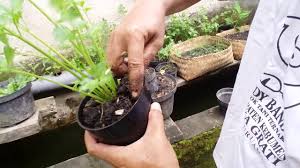 Cara menanam daun seledri dalam pot. Cara Perbanyakan Tanaman Seledri Dalam Pot Dengan Mudah Youtube