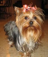 Yorkshire Terrier Puppy Black And Brown A Black And Reddish Tan Yorkshire Terrier Dog Standing Across A Tan Tiled Floor It Has A Pink Ribbon In Its L Yorkshire Terrier Dog Yorkie Dog Breeds Pictures