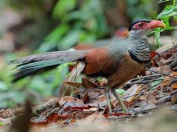 Image result for Peponium vogelii