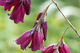 Image result for Dierama formosum/plowesii intermediates
