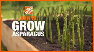 One of the keys to growing healthy asparagus is to allow the plants plenty of time to develop the big ferny stems, starting about the first of july. How To Grow Asparagus The Home Depot