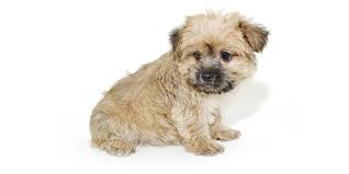 She seeks the.highest quality homes for the pups. 1 Puppies For Sale In Arkansas Uptown Puppies