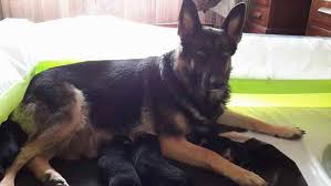 Browse thru our id verified puppy for sale listings to find your perfect puppy in your area. German Shepherd Puppies Hoobly Petsidi