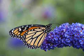 Most fully grown butterflies extract and eat nectar from flowers by using their tongue as a straw, while a smaller minority of butterflies consume tree sap. Flowers That Attract Monarch Butterflies