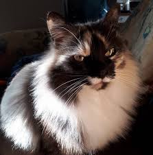 Your generous support now will help more than 25,000 pets get the care they deserve, and ensure they are able to stay with the families that love them. Mission Veterinary Hospital Home Facebook