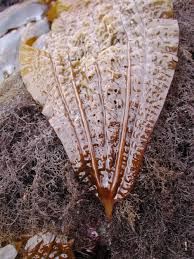 Image result for Isolepis costata