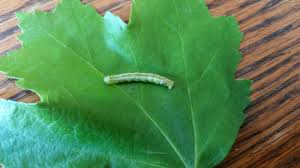 They have a few faint yellow stripes. Green Worm On Rose Plant 319748 Ask Extension