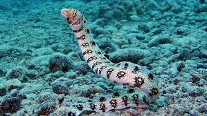 Green moray eels are not actually green. Snowflake Eel Fish Breed Profile