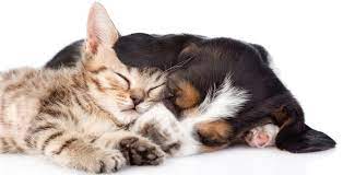 We did not find results for: Pet Custody In Divorce Who Gets The Pets