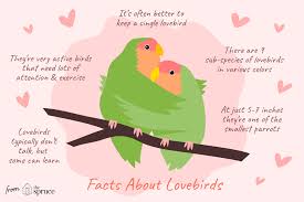 facts about lovebirds