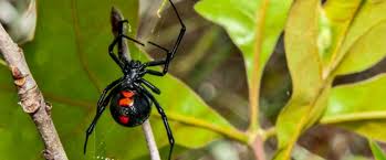These spiders can be found worldwide with five species established in the united states and are most recognized for the red hourglass. Cellar Spiders Cellar Spider Control Vibrating Spider Domyown Com
