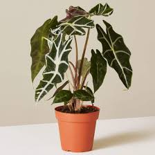The Most Underexposed And Underrated Plants According To Experts Plants Calathea Plant Windowsill Garden