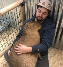 The capybara (hydrochoerus hydrochaeris) is a giant cavy rodent native to south america. 17 Photos Proving That One Capybara Is Sweeter Than 100 Puppies Combined