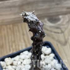 Image result for Xerophyta zimbabwensis