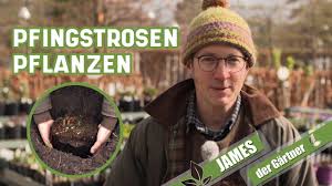 Finden sie fleischfressende pflanzen angebote von pflanzen kölle und weiteren händlern. Pfingstrosen Pflanzen James Der Gartner Youtube