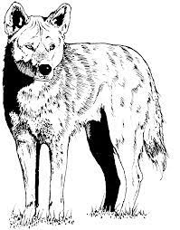 Disney coloring pages for kids. Free Coyote Coloring Page Coloring Books North American Wildlife Coloring Pages
