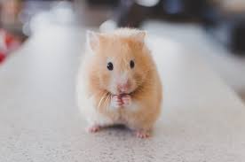 Is a Hamster the Right Pet for You?