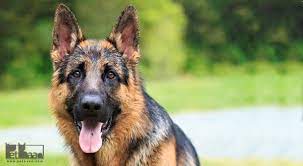 نژاد سگ جیبی بسیاری از صفات خوب سگ ها را دارند. Ù…Ø¹Ø±ÙÛŒ 10 Ù…ÙˆØ±Ø¯ Ø§Ø² Ø¨Ø§Ù‡ÙˆØ´ ØªØ±ÛŒÙ† Ù†Ú˜Ø§Ø¯Ù‡Ø§ÛŒ Ø³Ú¯ Ø¯Ø± Ø¯Ù†ÛŒØ§ Ù¾Øª Ø¨Ø§Ù†