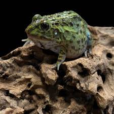 Image result for Pycreus africanus