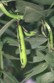 Flower thrips feed in blossoms and stink bugs, corn earworm, and leaffooted bugs damage seeds and pods. Home Insect Pests Of Beans