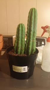 Plant prickly pear cactus in spring or early summer, and water it well after planting to encourage a strong root system. Finally Found A Home Depot Score Sanpedrocactus