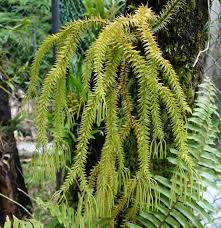 Image result for Huperzia gnidioides