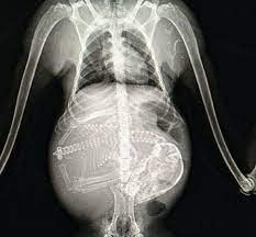 Der Bauch Wurde Immer Dicker Und Etwas Bewegte Sich Darin So Sieht Eine Schwangerschaft Bei Tieren Im Bauch Aus