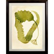 Natural Curiosities Harvey Seaweeds 12 Natural Curiosities Harvey Seaweeds 12 Candelabr Natural Curiosities Botanical Illustration Scientific Illustration