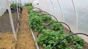 In addition, row covers can be used to extend the growing season by conserving heat. Row Covers Usu