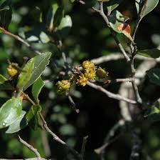 Image result for Pterocelastrus