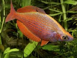 ГЛОССОЛЕПИС МУЛЬТИСКВАМАТА (Glossolepis multisquamatus) &raquo; Домашний аквариум