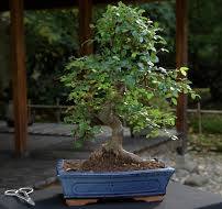 Care guide for the Chinese elm Bonsai (Ulmus) - Bonsai Empire